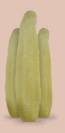 Luffa brut naturel